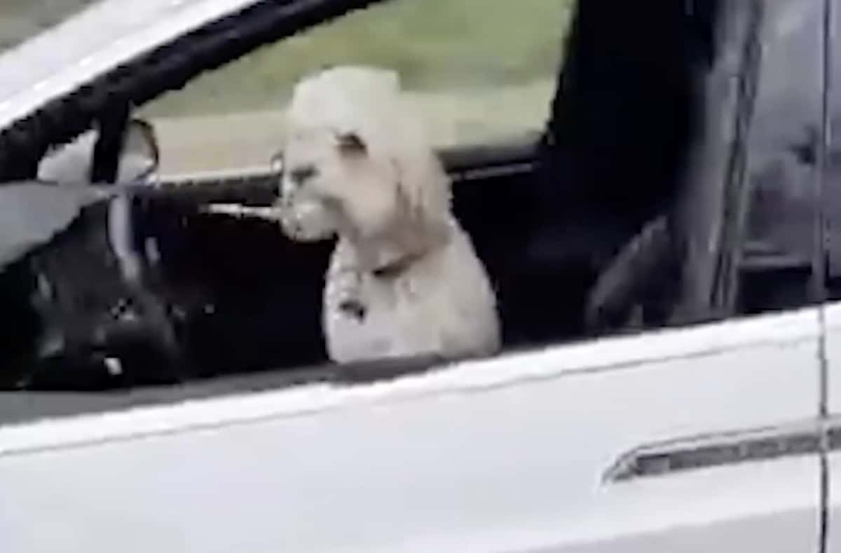 chien tesla