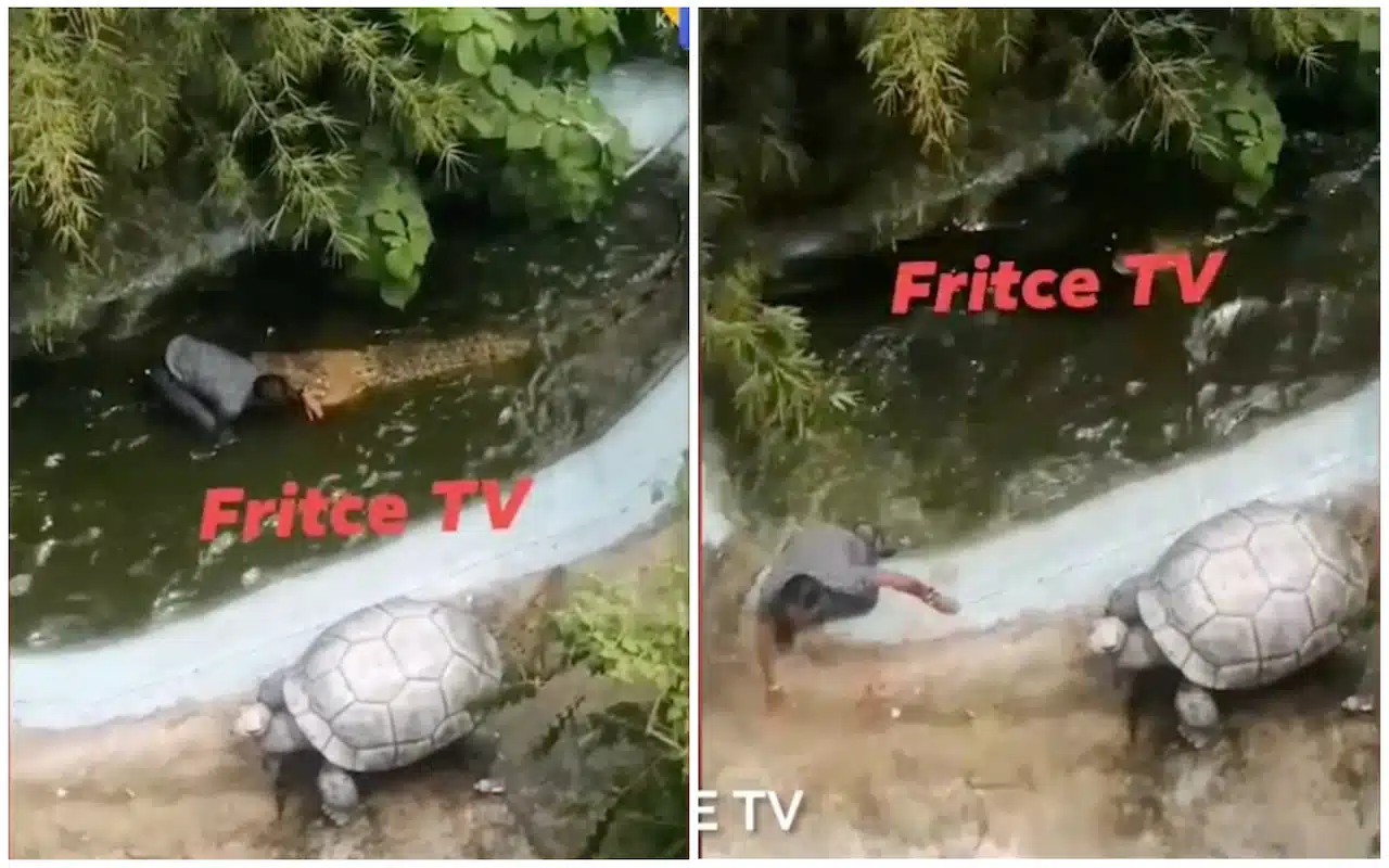collage crocodile