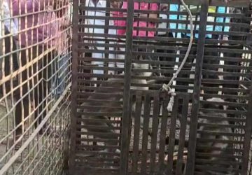 deux singes capturés après avoir tué des chiots