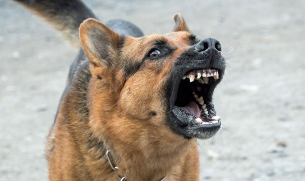 enfant-chien-mordu-garcon-cour-ecole