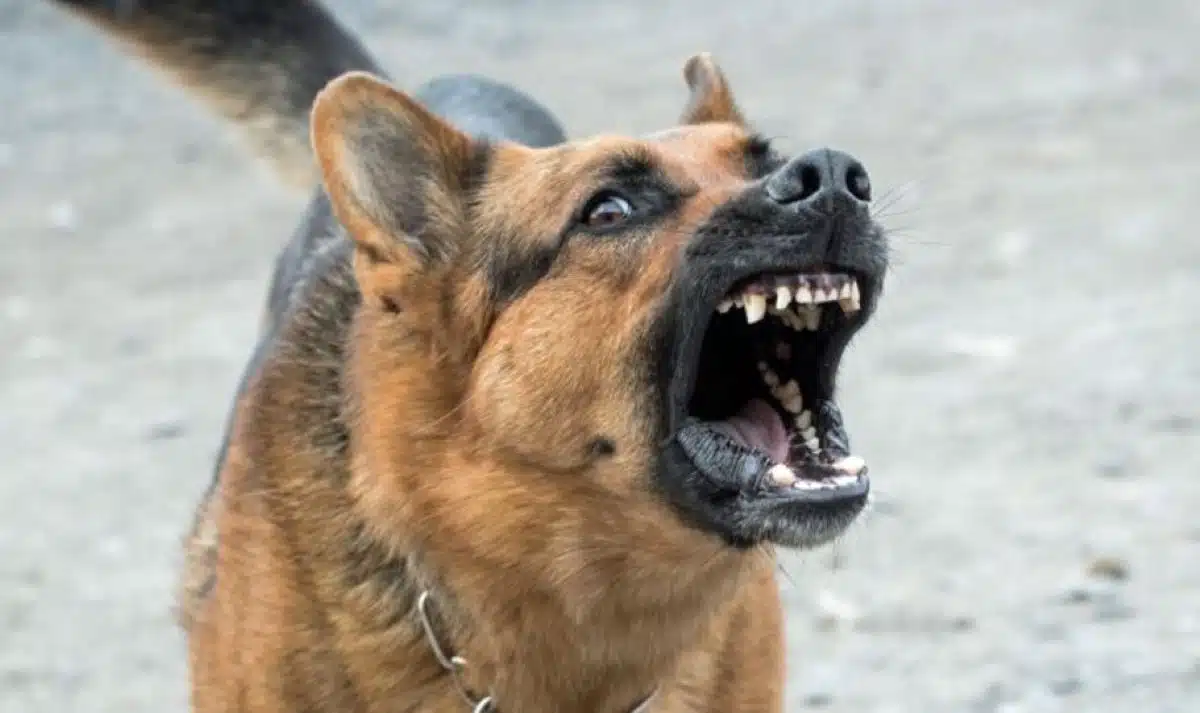enfant-chien-mordu-garcon-cour-ecole