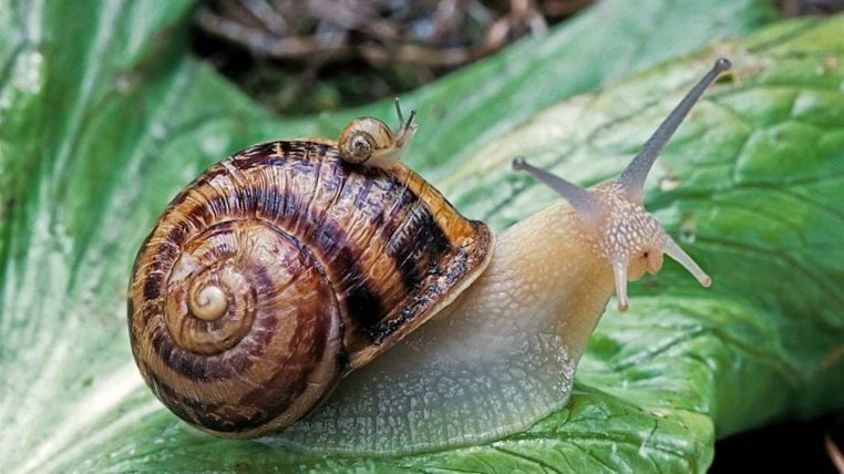 escargot lent