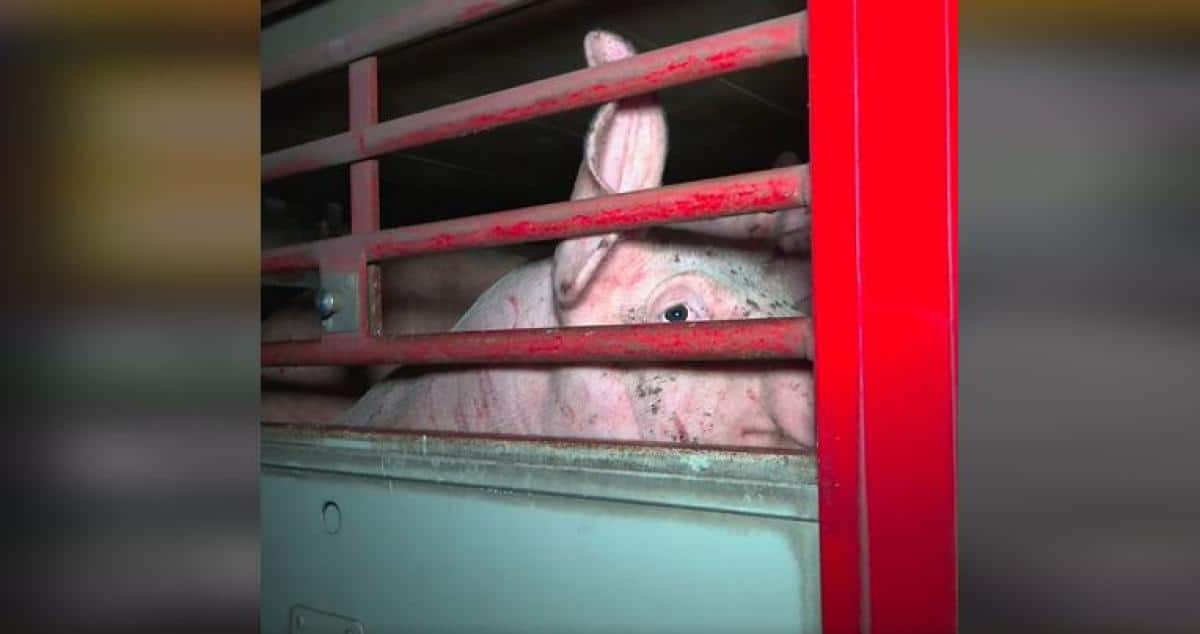 L214 dévoile des images terribles d'un élevage de cochons pour la marque Herta