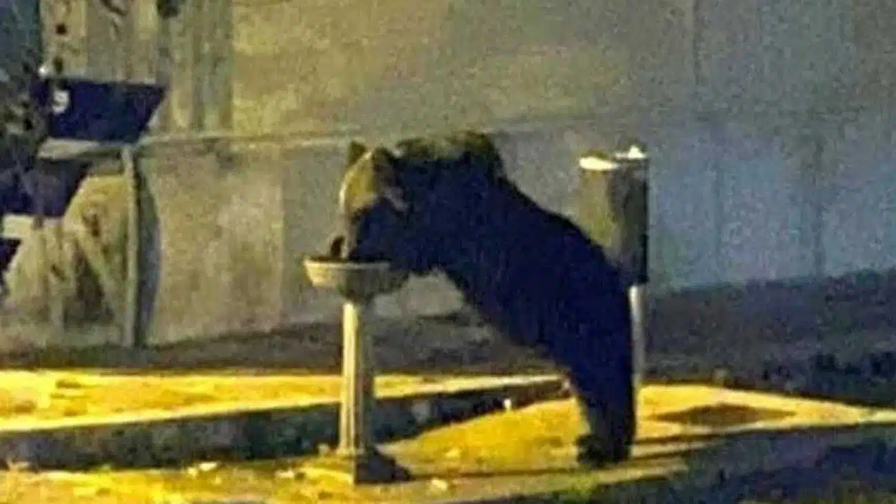 un ours dévalise une boulangerie