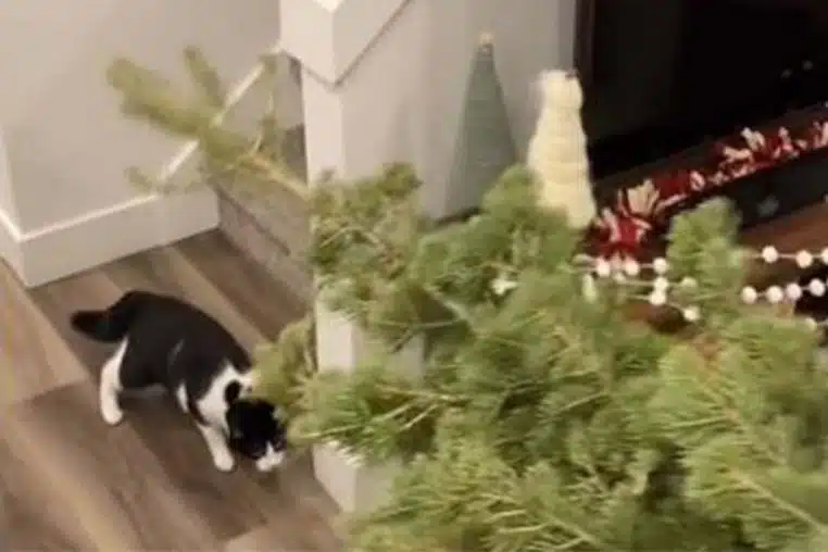 tiktok sapin noel chat technique