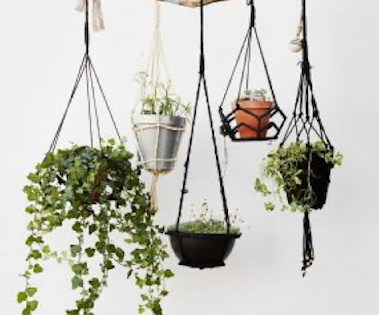 plante