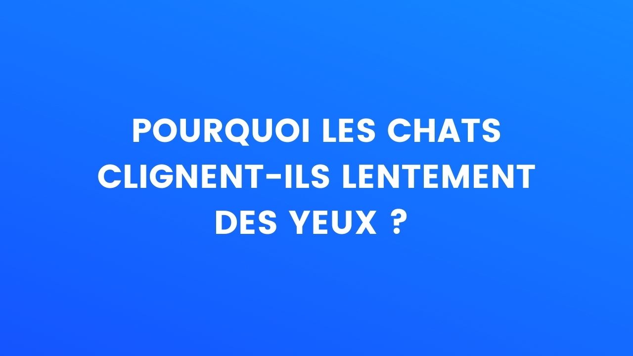 Le Saviez Vous Pourquoi Les Chats Clignent Ils Lentement Des Yeux