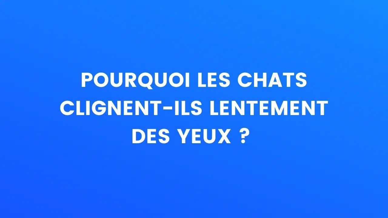 Pourquoi les chats clignent-ils des yeux