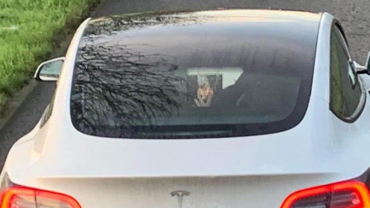 tesla porno