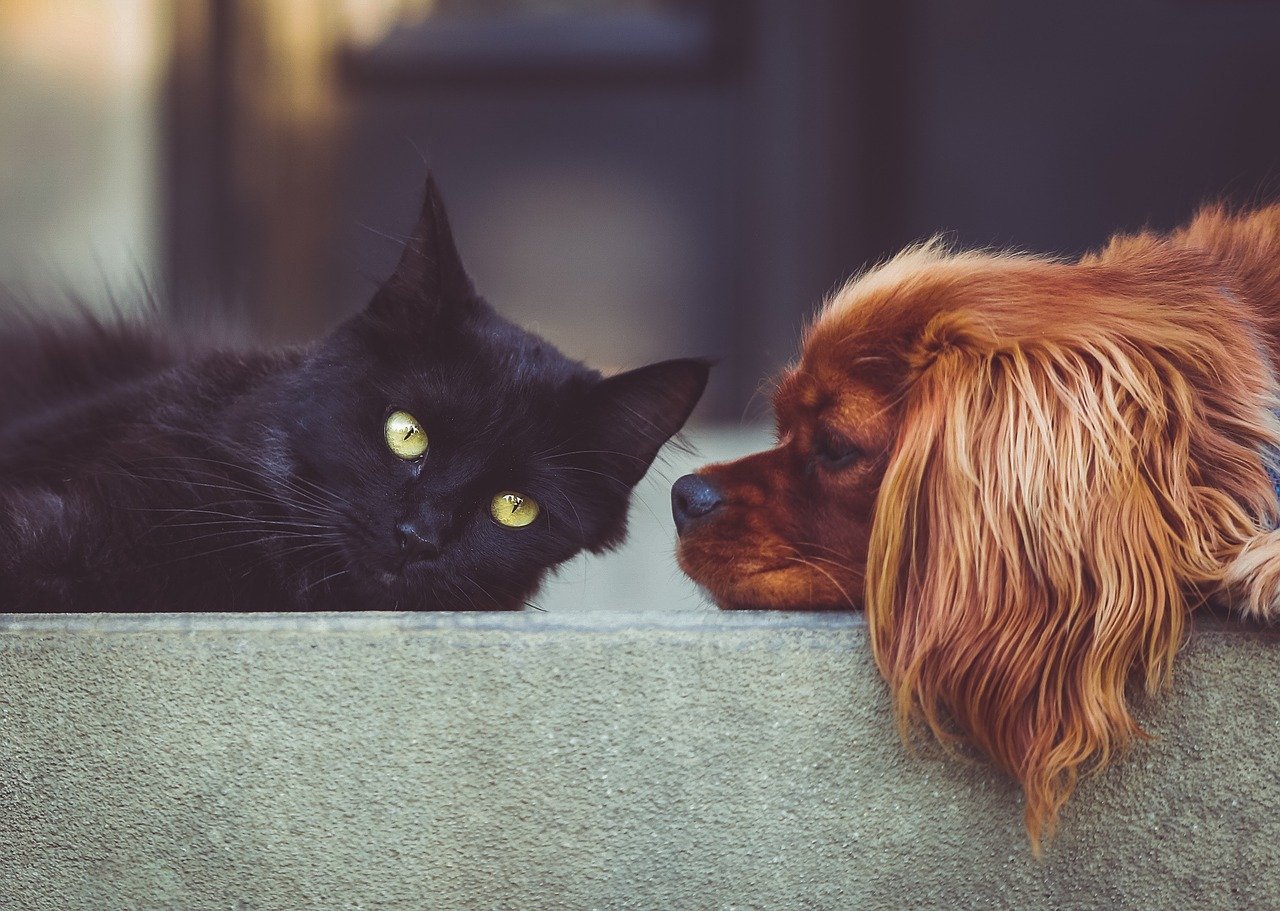 animaux garde alternee