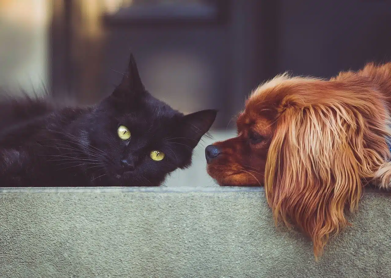 animaux garde alternee