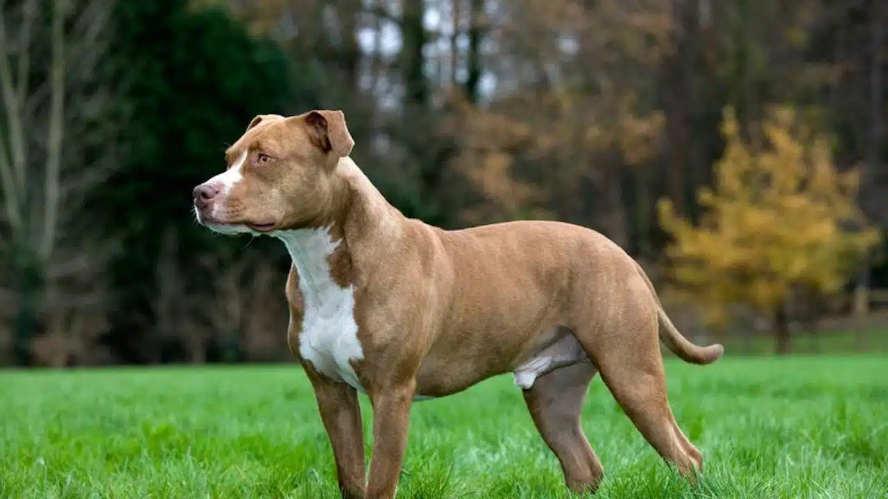 chien attaque