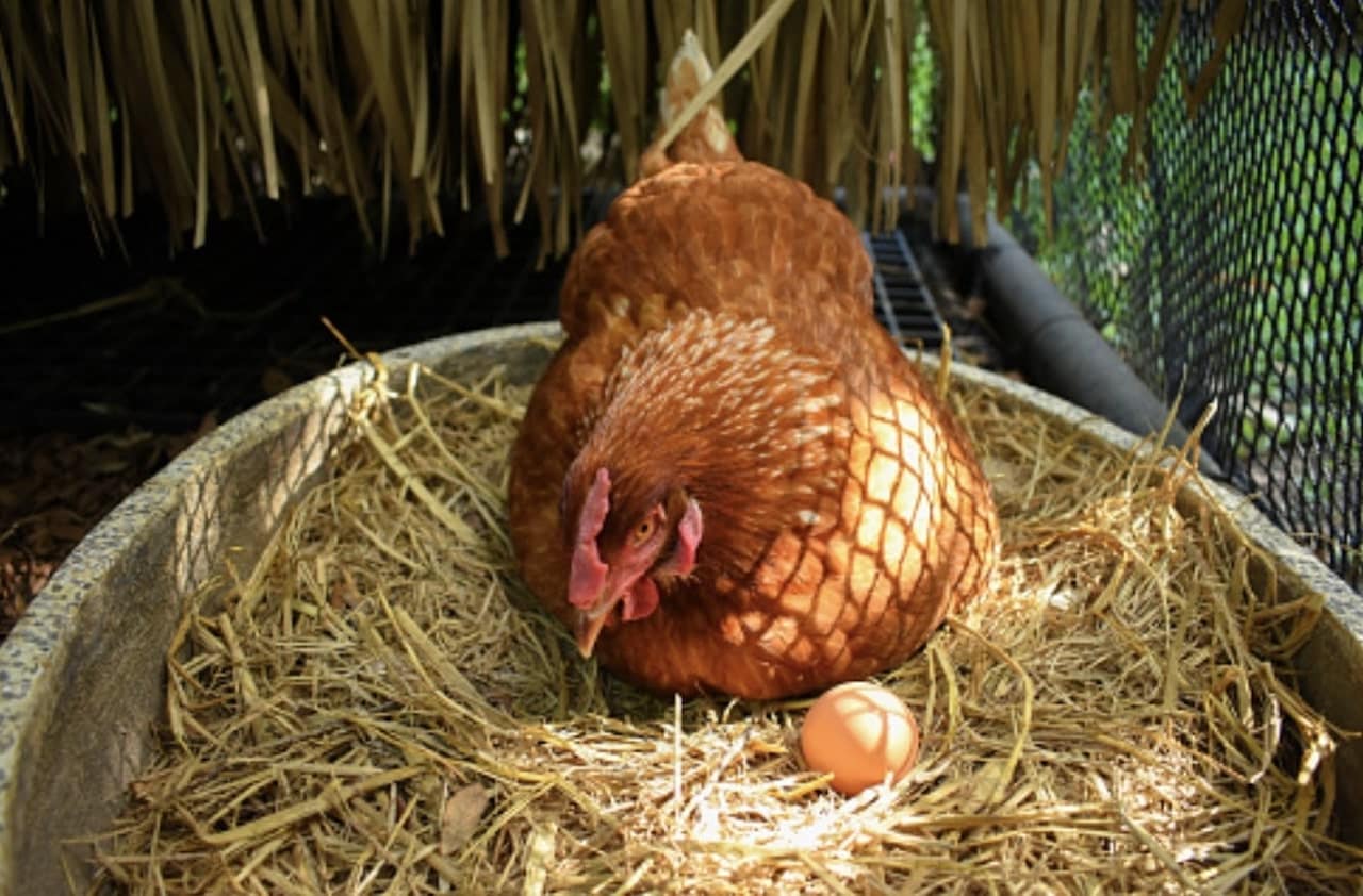 poules oeuf