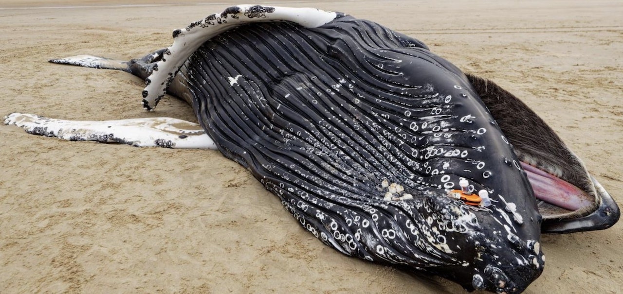 baleine