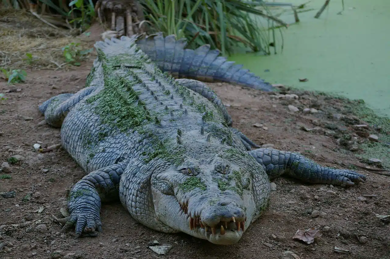 crocodile