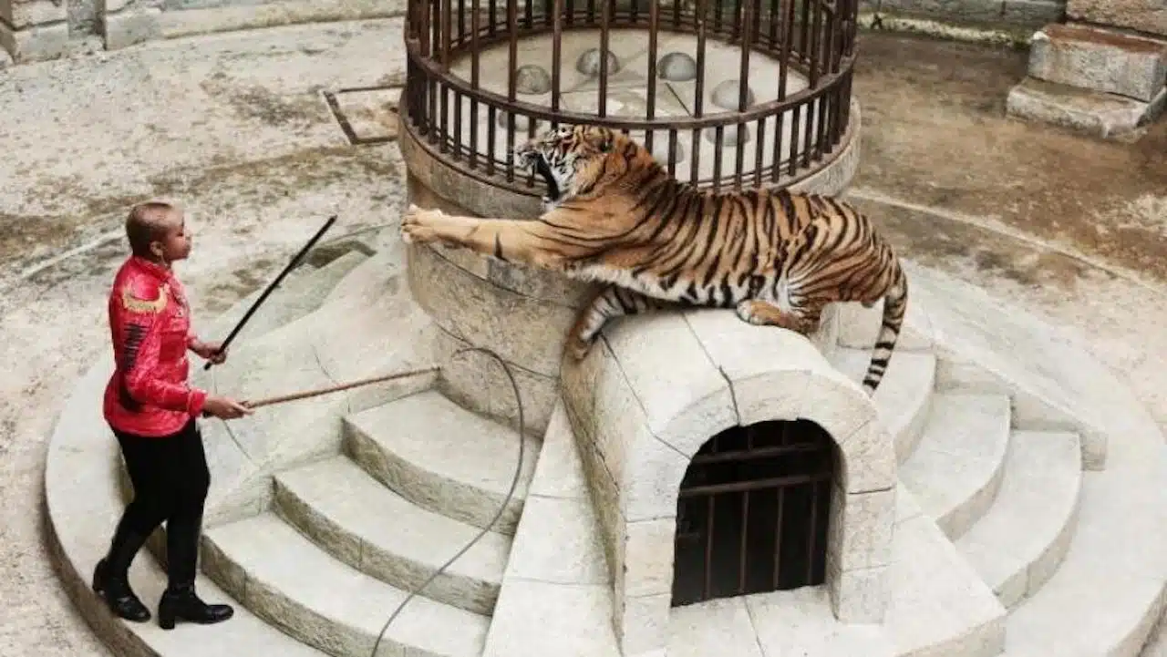 tigres