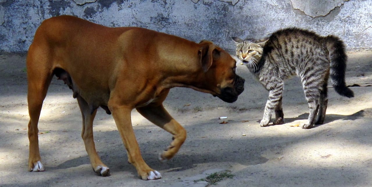 Chien chat