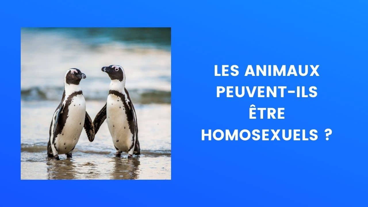 Les animaux peuvent-ils être homosexuels
