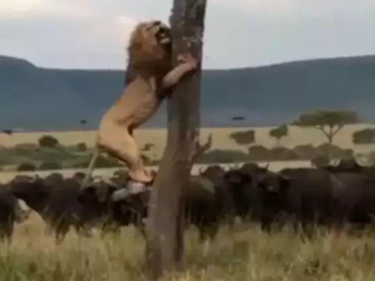 Lion qui grimpe un arbre