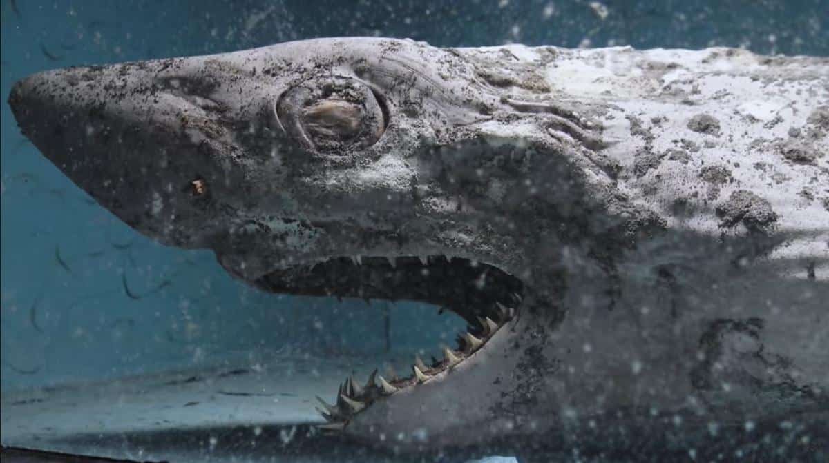 Aquarium abandonné en Espagne : découverte d'un requin en décomposition