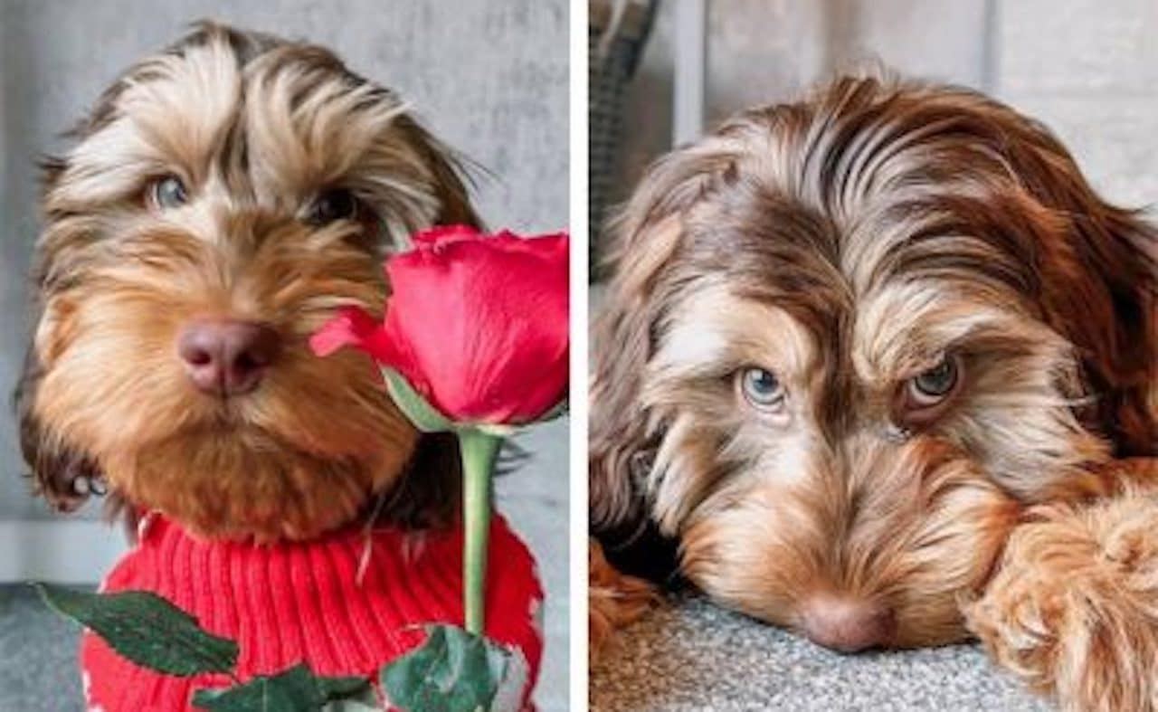 chien humain