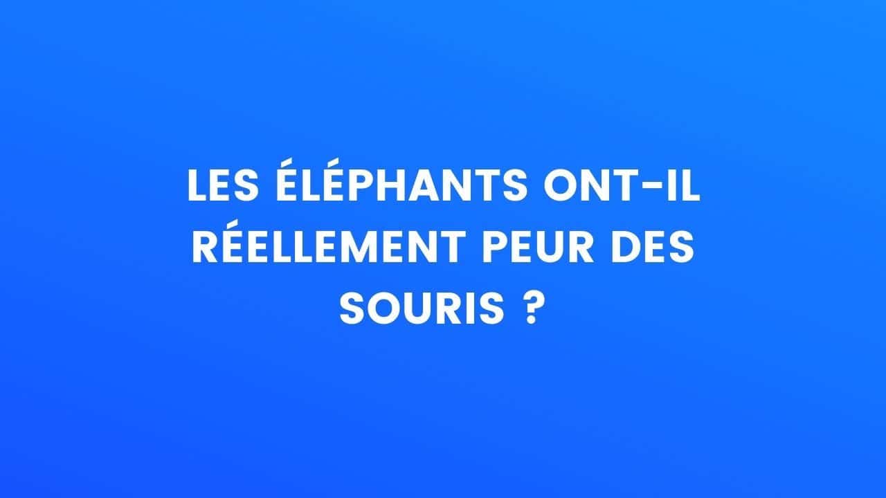 Le saviezvous Les éléphants ontils réellement peur des souris