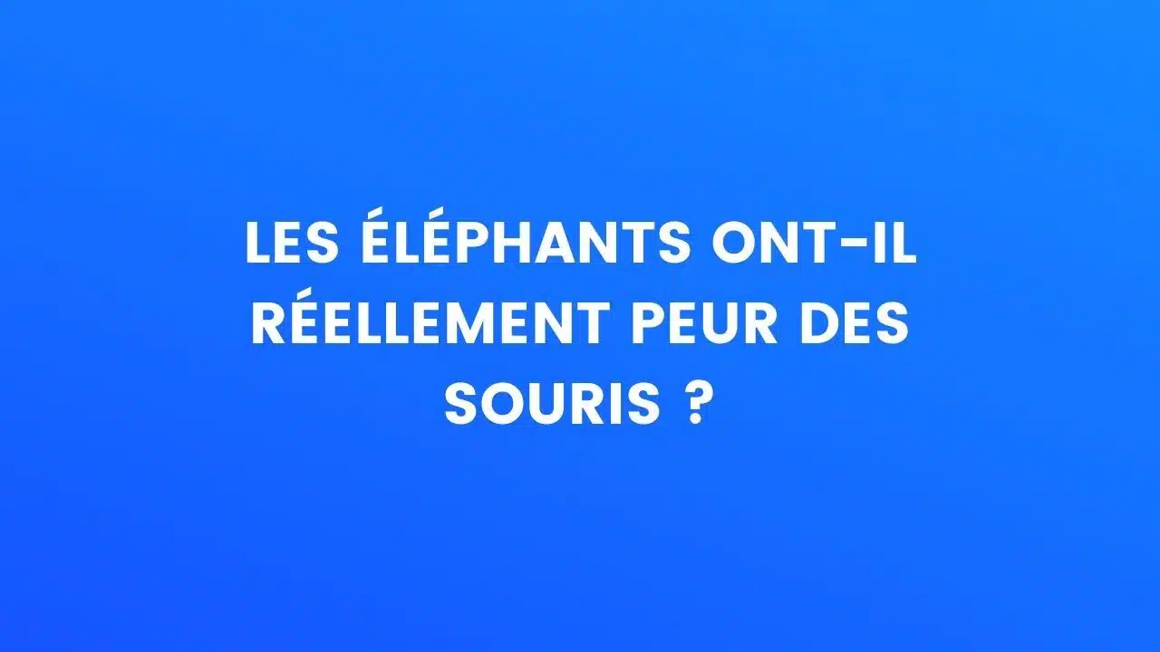 éléphants