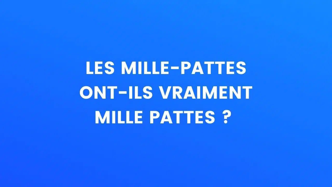 le saviez-vous mille-pattes
