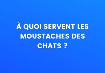 le saviez-vous moustaches