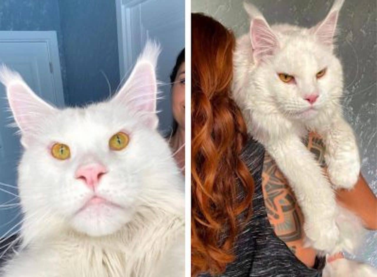 maincoon