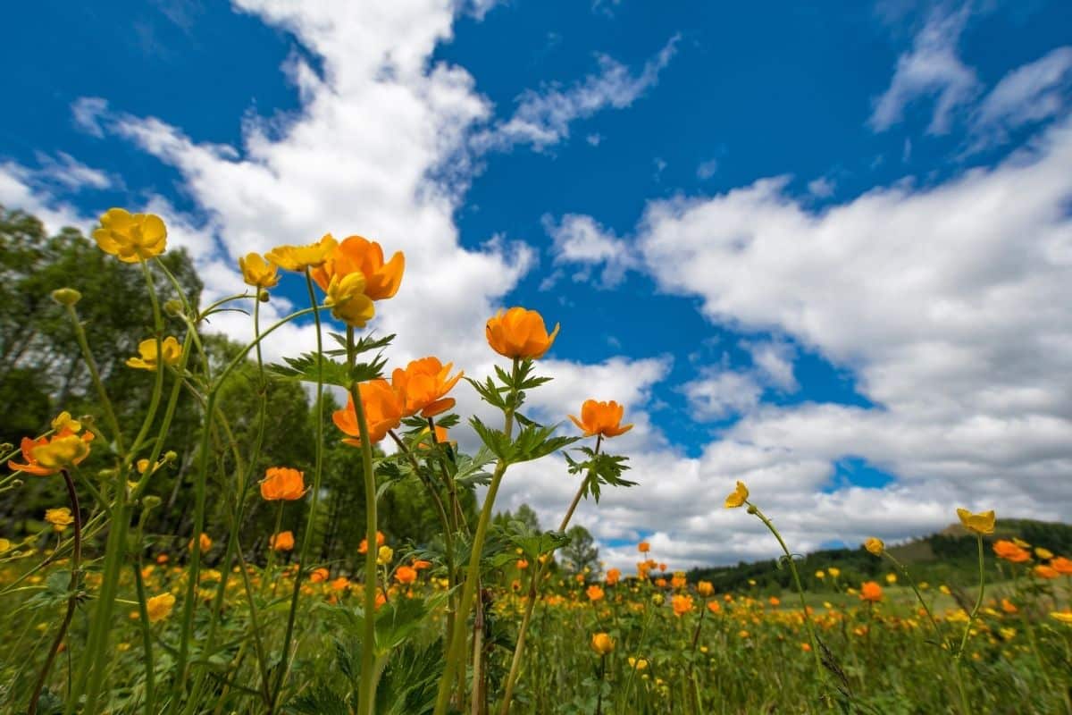 meteo climat printemps 2022 rechauffement climatique