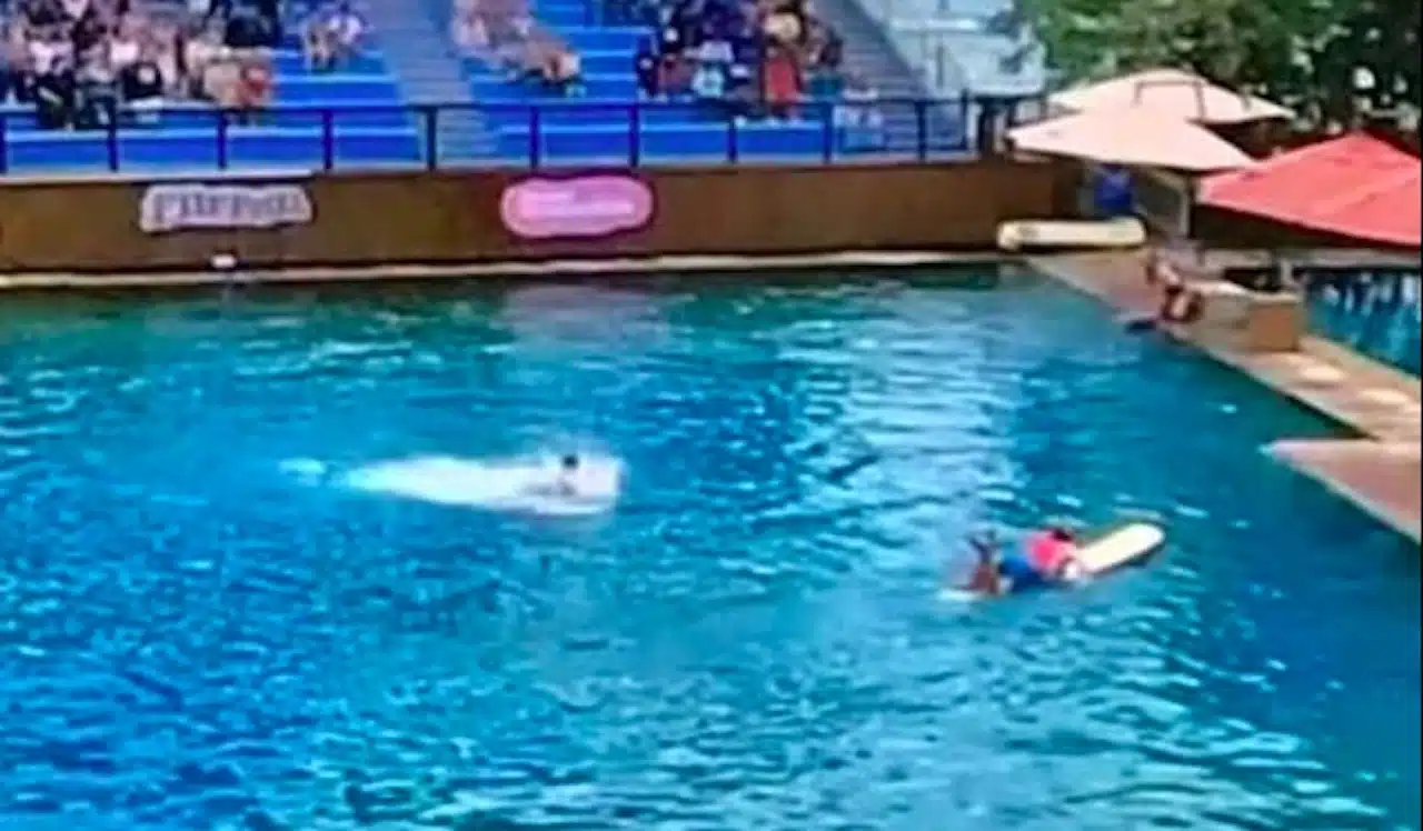 Attaque dauphin