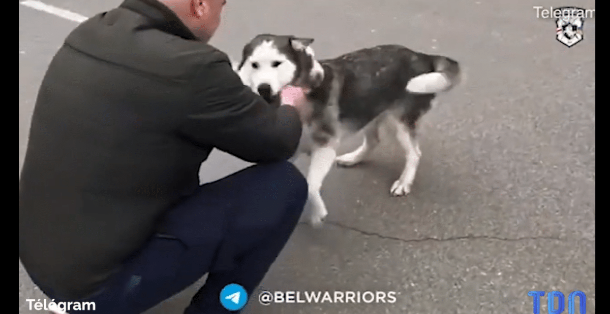 Chien qui retrouve son maître