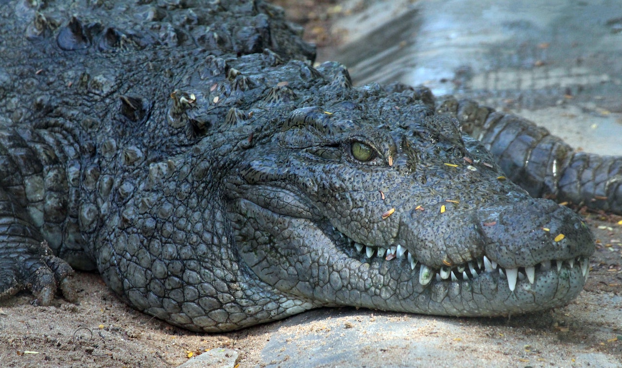 crocodile