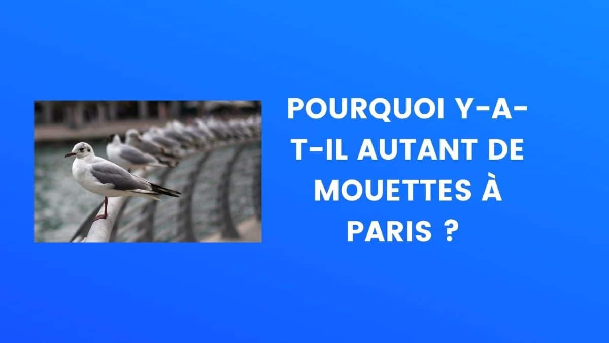 Mouettes à Paris