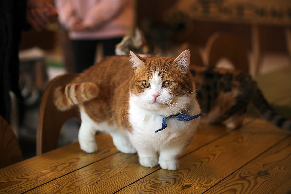 Munchkin chat petit