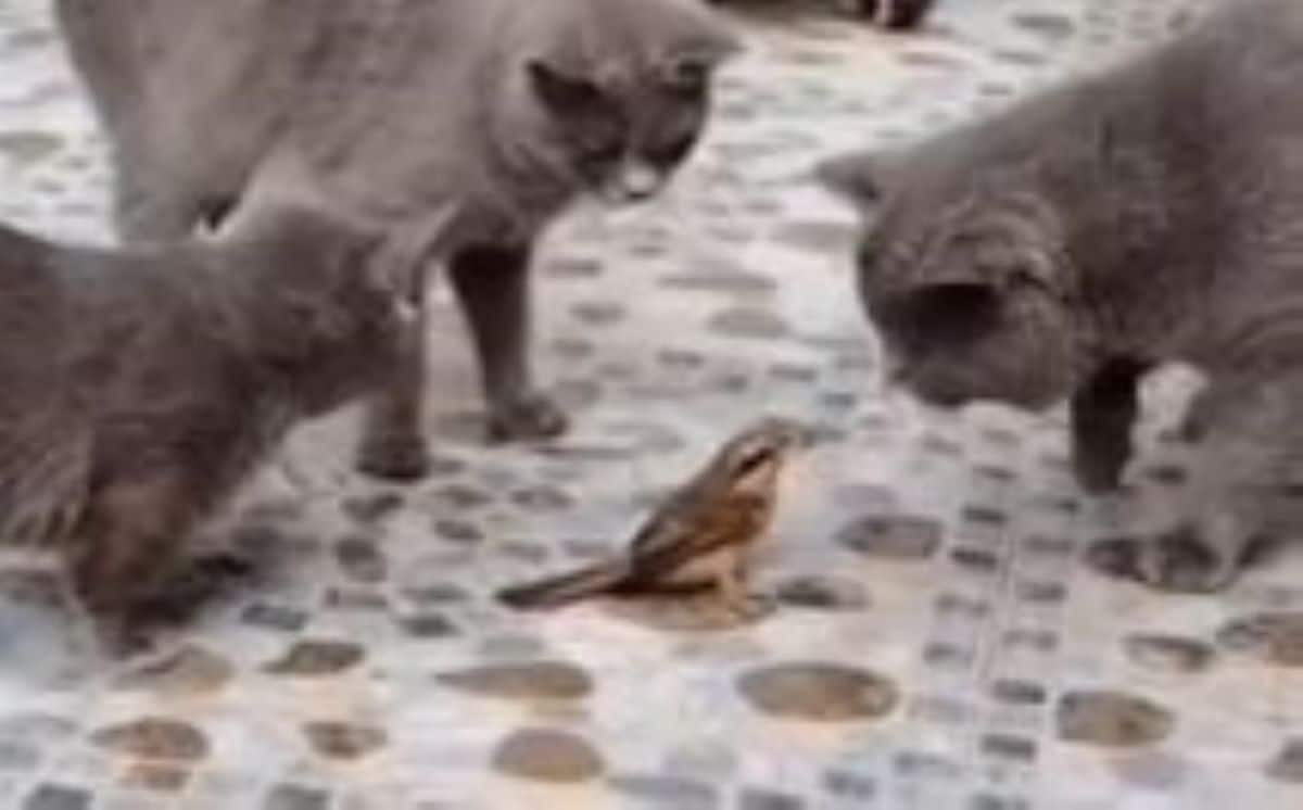oiseaux