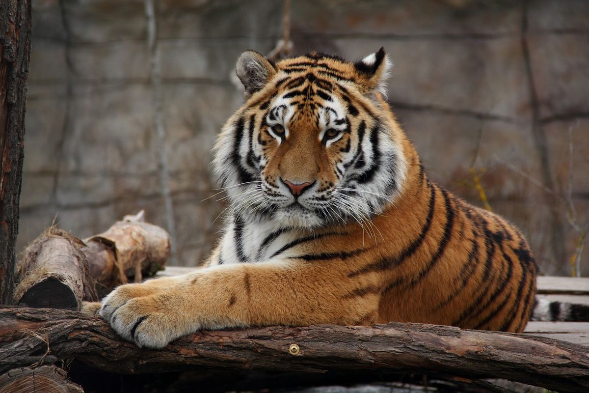 tigre inde maman bébé
