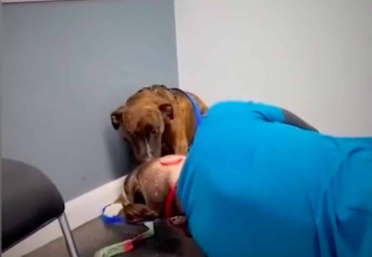 Veterinaire