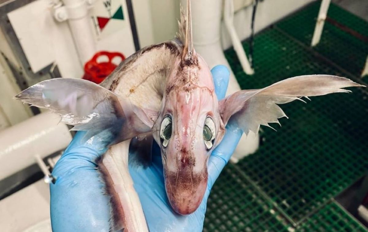 bébé dragon
