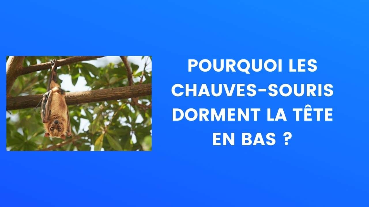 chauve souris