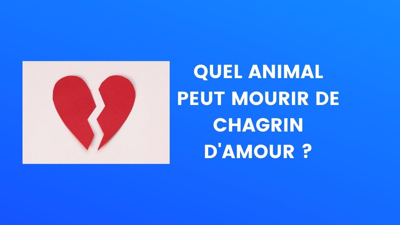 Le Saviez Vous Quel Animal Peut Mourir De Chagrin D Amour