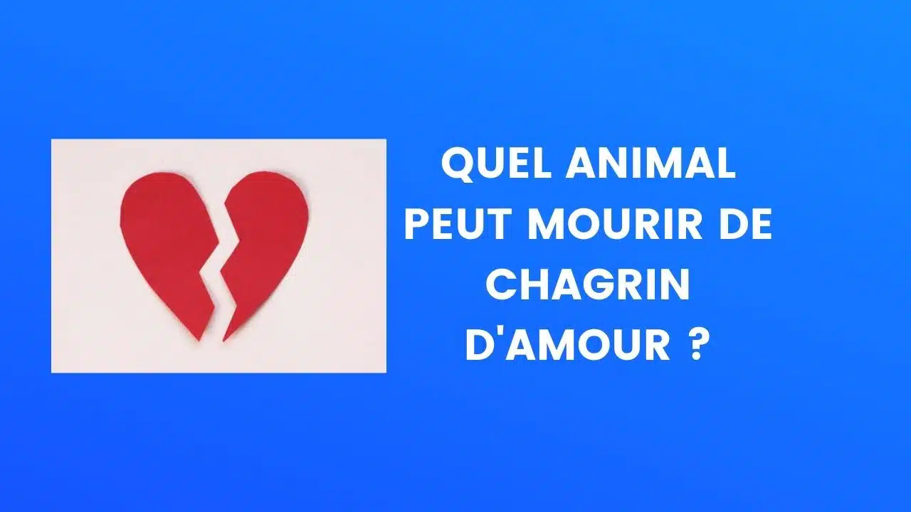 chagrin amour