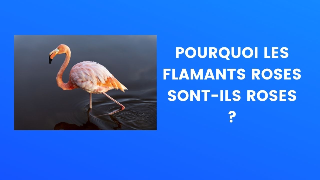 Le Saviez Vous Pourquoi Les Flamants Roses Sont Ils Roses