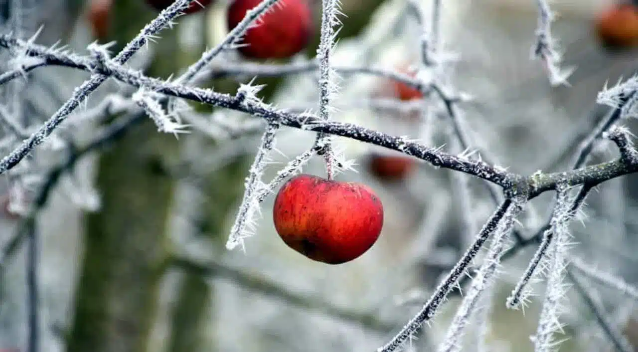 fruits gel