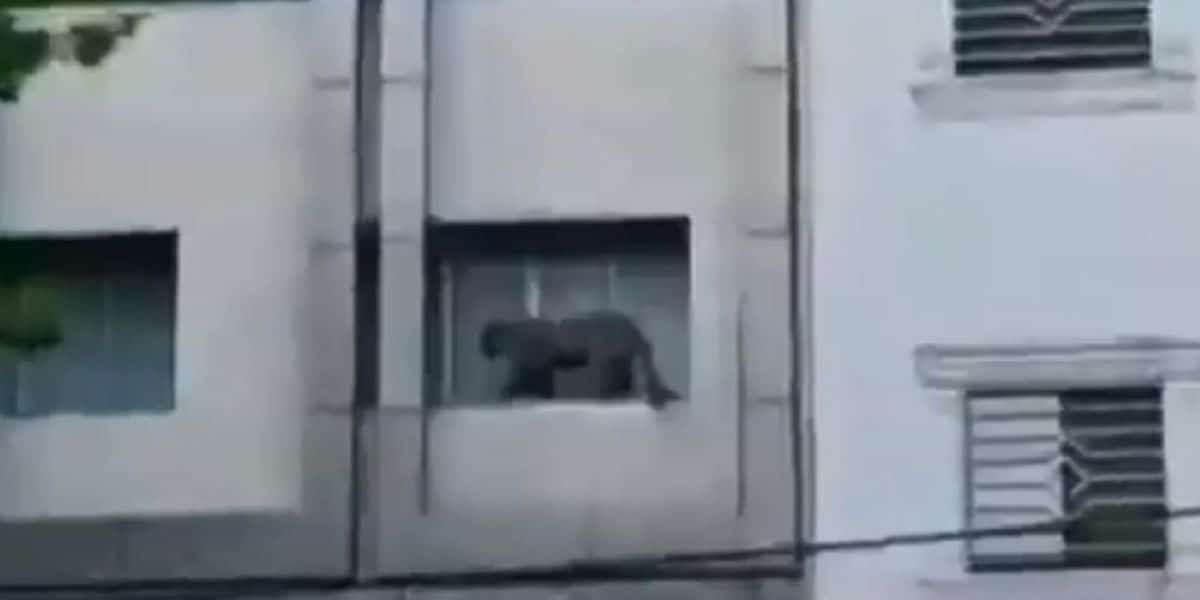 léopard en Iran