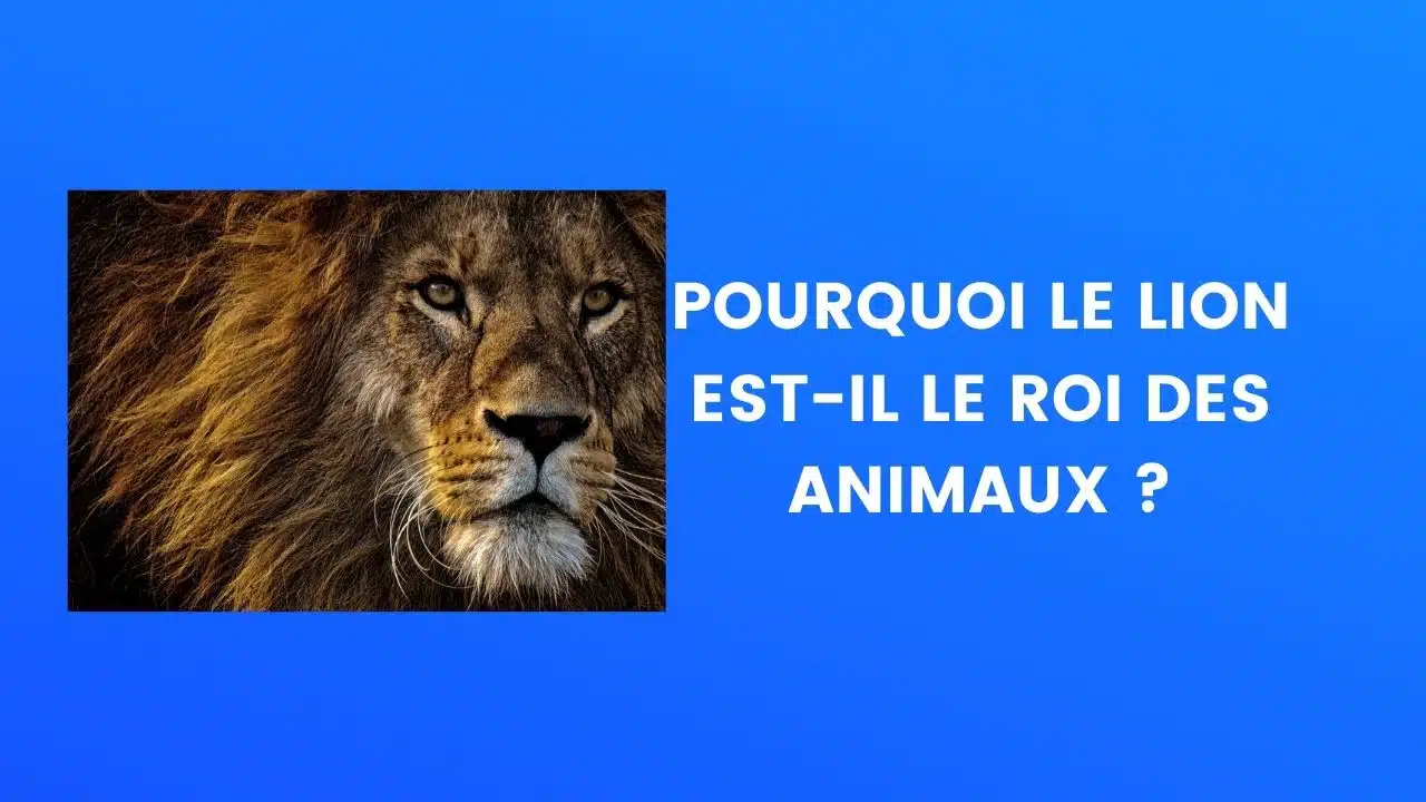 lion roi des animaux