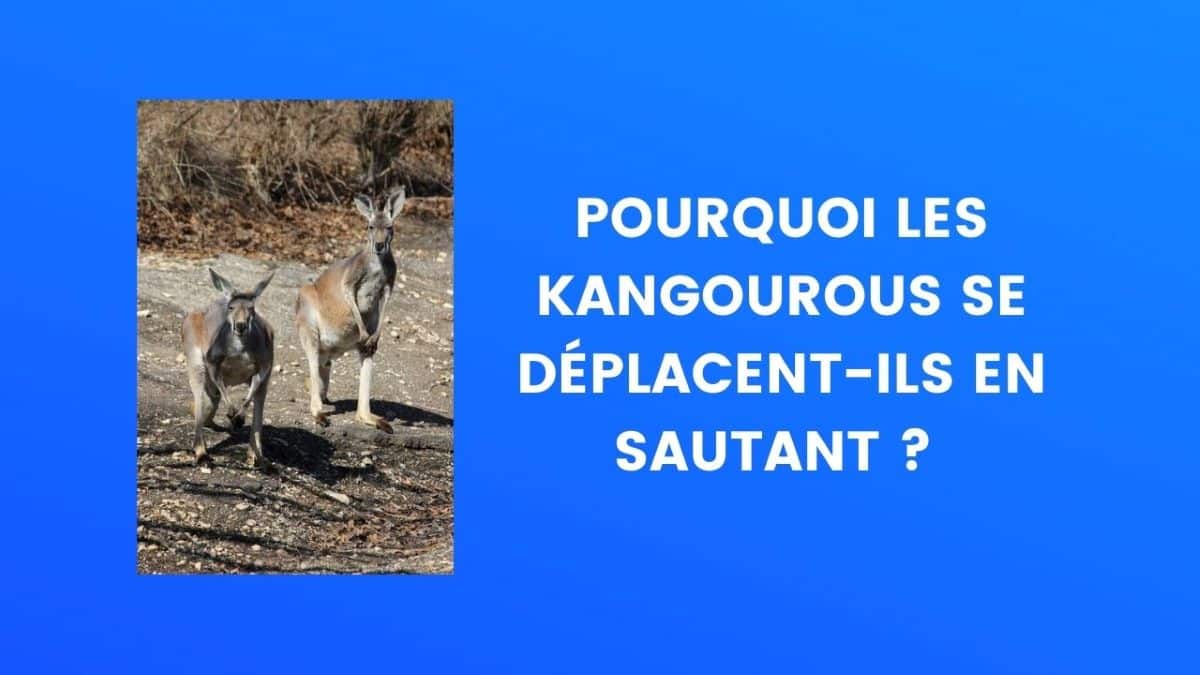 Le saviez-vous kangourous