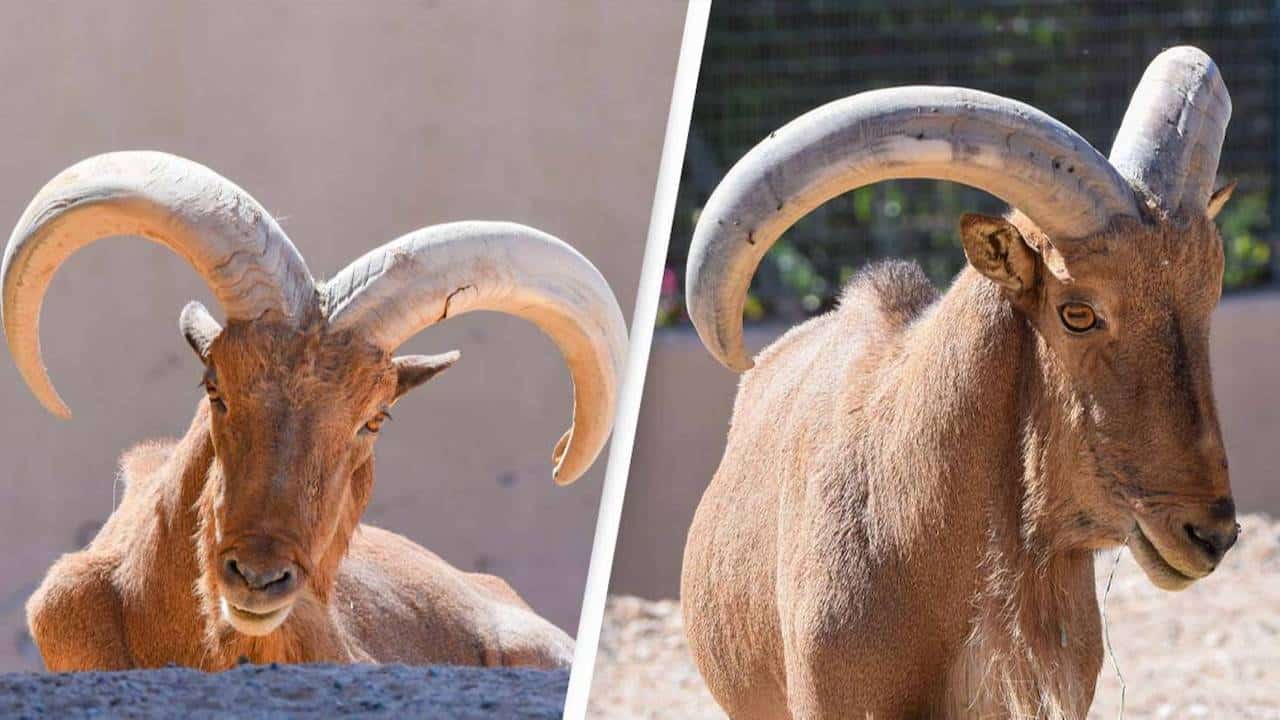 mouton