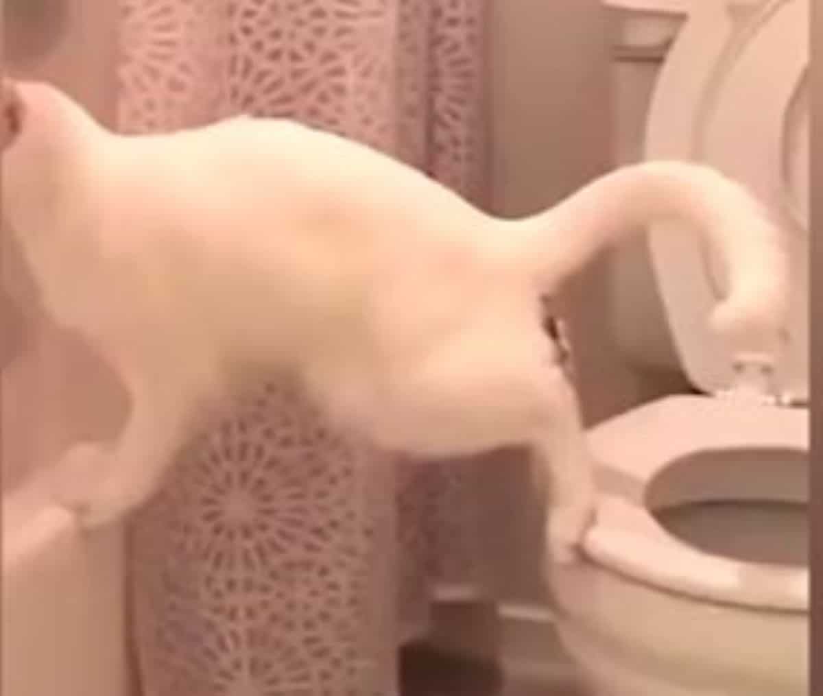 chat chute